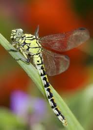 Attēlu rezultāti vaicājumam “Ophiogomphus cecilia”