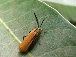 Attēlu rezultāti vaicājumam “Dienerella elongata”