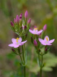 Attēlu rezultāti vaicājumam “Centaurium erythraea flower”