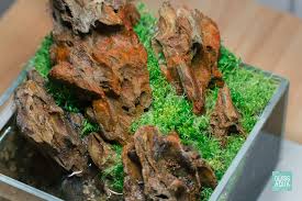 Attēlu rezultāti vaicājumam “Elatine hydropiper leaf”