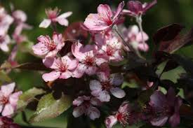 Attēlu rezultāti vaicājumam “Malus purpurea”