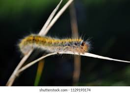 Attēlu rezultāti vaicājumam “Lasiocampa trifolii”