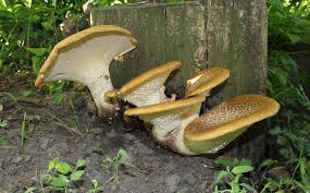 Attēlu rezultāti vaicājumam “Polyporus squamosus”