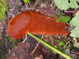 Attēlu rezultāti vaicājumam “Arion rufus”