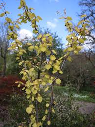 Attēlu rezultāti vaicājumam “Cercidiphyllum japonicum fruit”