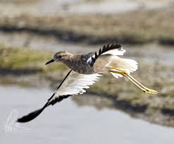 Image result for Vanellus leucurus