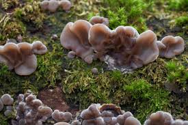 Attēlu rezultāti vaicājumam “Auricularia mesenterica”