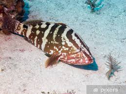 Image result for Epinephelus striatus