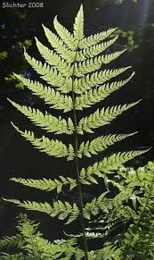 Attēlu rezultāti vaicājumam “Dryopteris expansa”