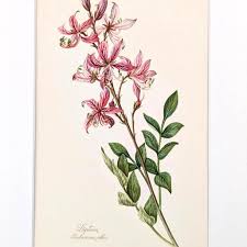 Image result for Diptam