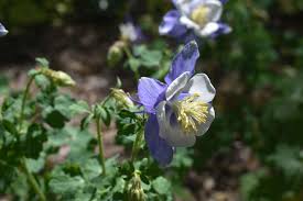 Image result for Aquilegia caerulea