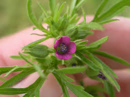 Attēlu rezultāti vaicājumam “Geranium dissectum fruit”
