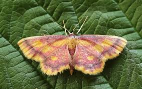 Attēlu rezultāti vaicājumam “Idaea muricata”