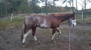 Image result for Bletchingly Badminton Club