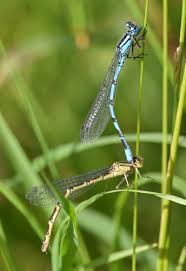Attēlu rezultāti vaicājumam “Enallagma cyathigerum female”