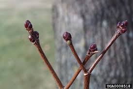 Attēlu rezultāti vaicājumam “Acer platanoides bud”