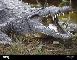 Image result for Crocodylus acutus