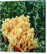 Attēlu rezultāti vaicājumam “Ramaria flava”