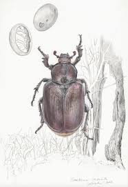 Attēlu rezultāti vaicājumam “Osmoderma barnabita”