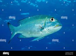 Image result for Monotaxis grandoculis