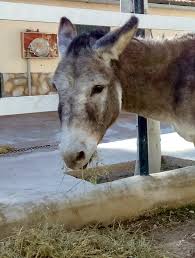 Image result for Braveheart Fencing