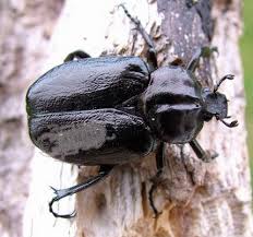 Attēlu rezultāti vaicājumam “Osmoderma barnabita imago”