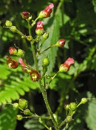 Attēlu rezultāti vaicājumam “Scrophulariaceae”