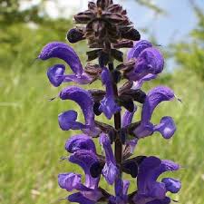 Image result for Salvia pratensis
