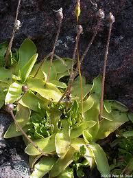 Attēlu rezultāti vaicājumam “Pinguicula vulgaris fruit”