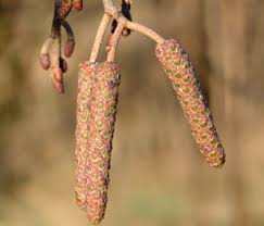 Attēlu rezultāti vaicājumam “Alnus glutinosa female flower”