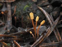 Attēlu rezultāti vaicājumam “Heyderia pusilla”