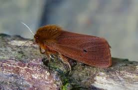 Attēlu rezultāti vaicājumam “Phragmatobia fuliginosa imago”