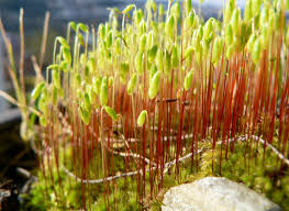 Attēlu rezultāti vaicājumam “Ceratodon purpureus sporophyte”