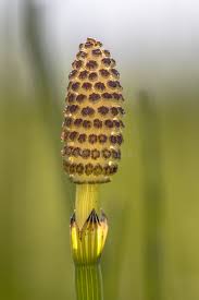 Attēlu rezultāti vaicājumam “Equisetum palustre”