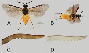Attēlu rezultāti vaicājumam “Euura brevicornis”