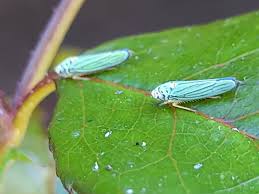 Attēlu rezultāti vaicājumam “Cixius sp.”