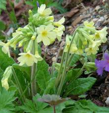 Image result for Primula elatior