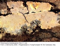 Attēlu rezultāti vaicājumam “Perenniporia medulla-panis”