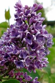 Attēlu rezultāti vaicājumam “Syringa vulgaris flower”
