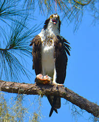 Image result for Pandion haliaetus