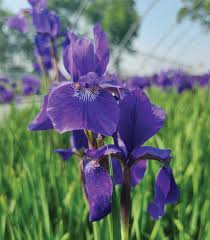 Attēlu rezultāti vaicājumam “Iris sibirica”