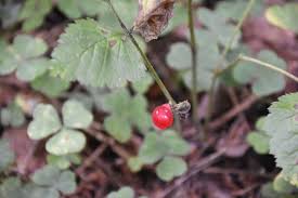 Attēlu rezultāti vaicājumam “Rubus saxatilis fruit”