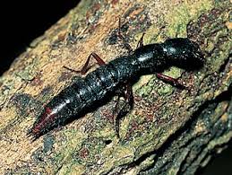 Attēlu rezultāti vaicājumam “Staphylinidae”