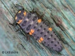 Attēlu rezultāti vaicājumam “Coccinella septempunctata larva”