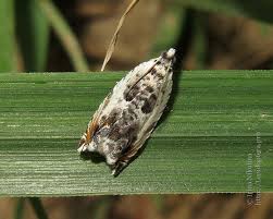 Attēlu rezultāti vaicājumam “Ancylis laetana”