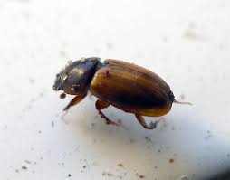Attēlu rezultāti vaicājumam “Aphodius sp.”