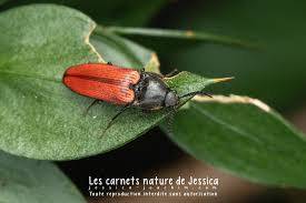 Attēlu rezultāti vaicājumam “Ampedus sp.”