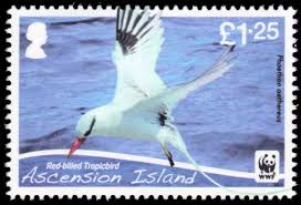 Image result for Phaethon aethereus