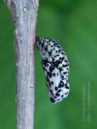 Attēlu rezultāti vaicājumam “Euphydryas maturna larva”
