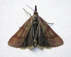 Attēlu rezultāti vaicājumam “Hypochalcia ahenella”